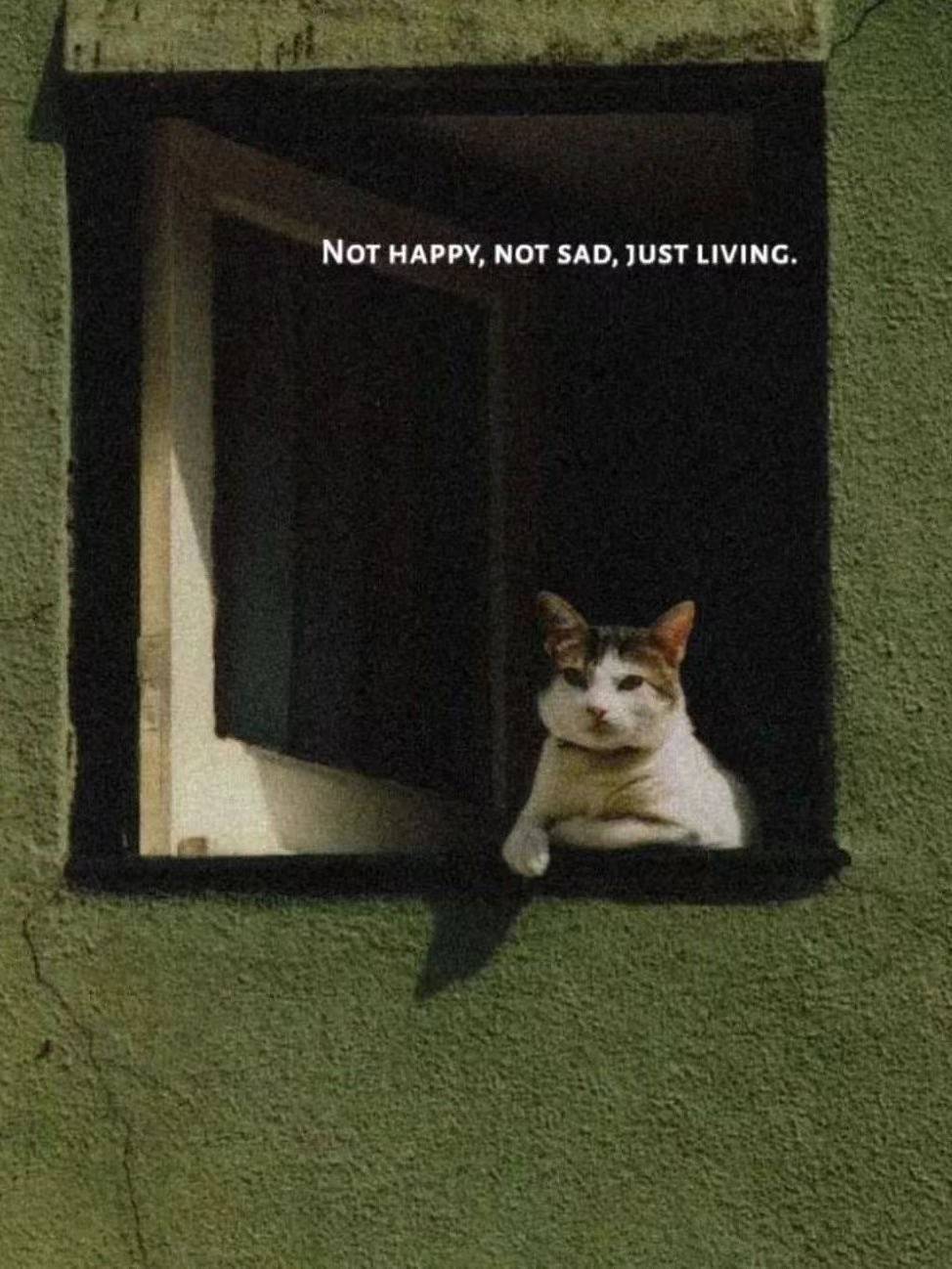 cat on windows
